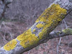 Болезни коры плодовых деревьев и их лечение