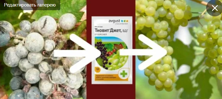 Топ-11 препаратов для обработки винограда от вредителей