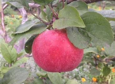 Яблоня «краса свердловска»