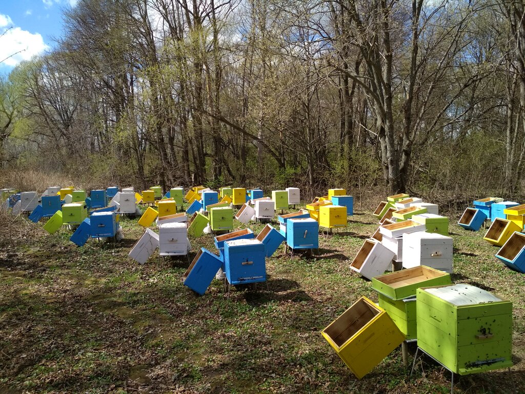 Разведение пчел: образ жизни, особенности разведения для начинающих и разновидности пчел (85 фото)