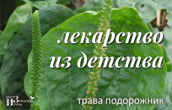 Слушать подорожник синяя. Подорожник трава. Подорожник для травника. Лекарственные свойства подорожника. Подорожник трава польза и вред.