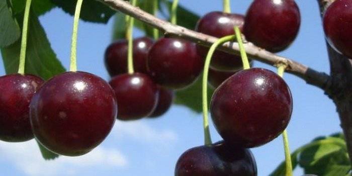 Сорта вишни зимостойкие, урожайные и устойчивые к болезням