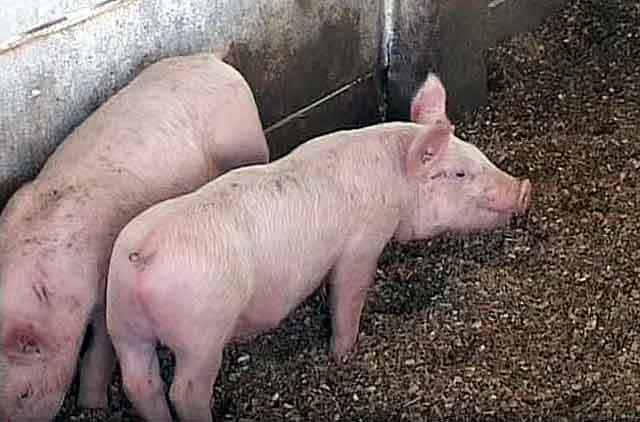 Правильный забой свиньи или как получить качественное мясо