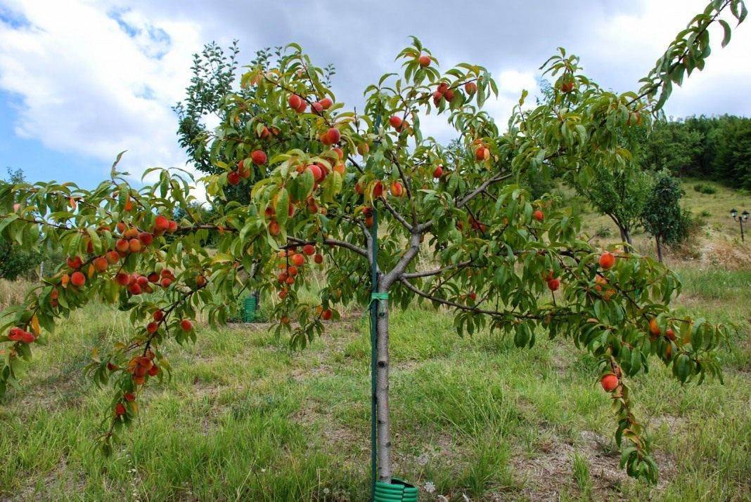 О персиковом дереве: посадка, выращивание из саженца, как привить