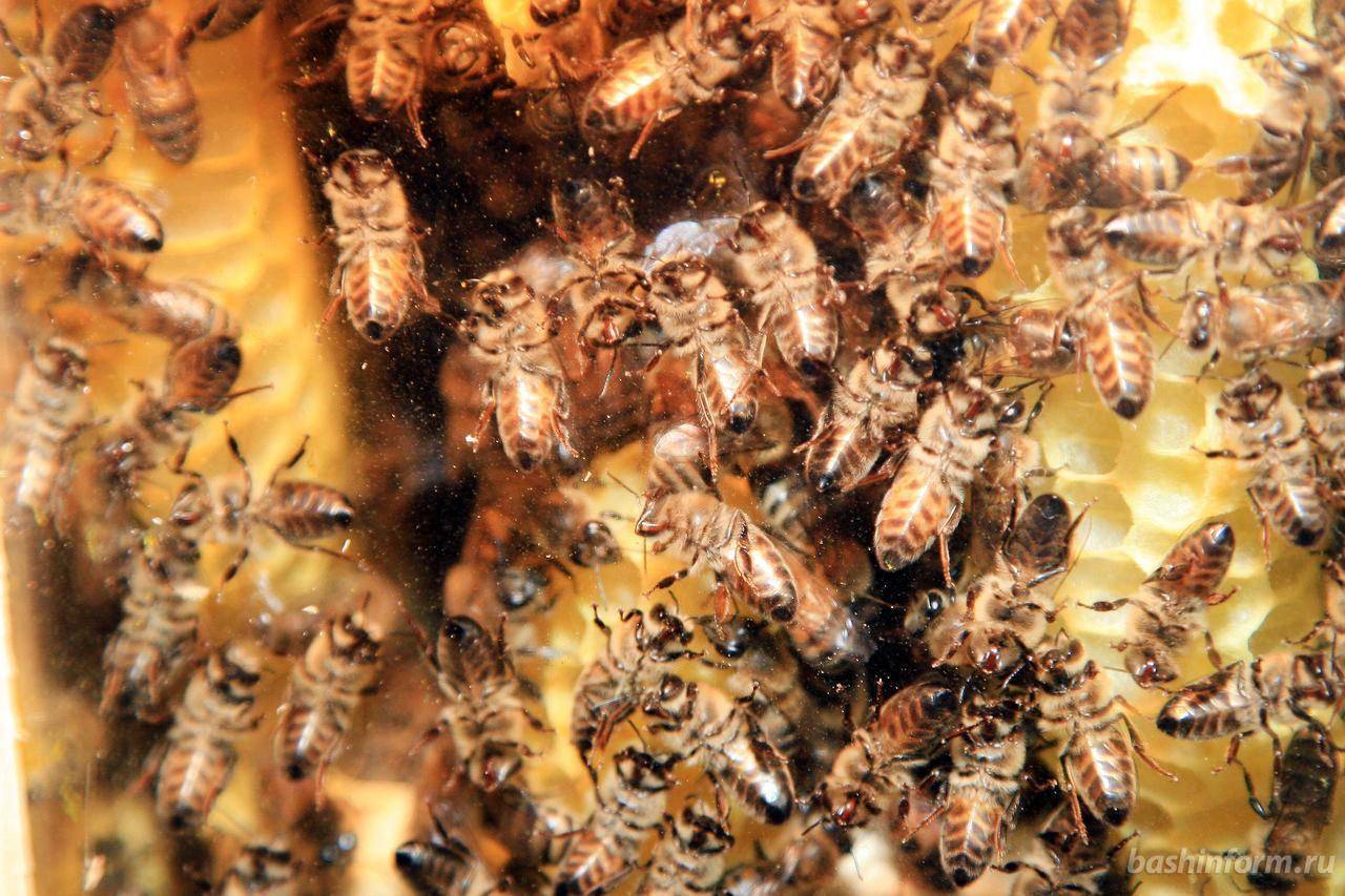 О лекарствах для пчел: аква фло, экопол, дилабик, тимол инструкция по применению