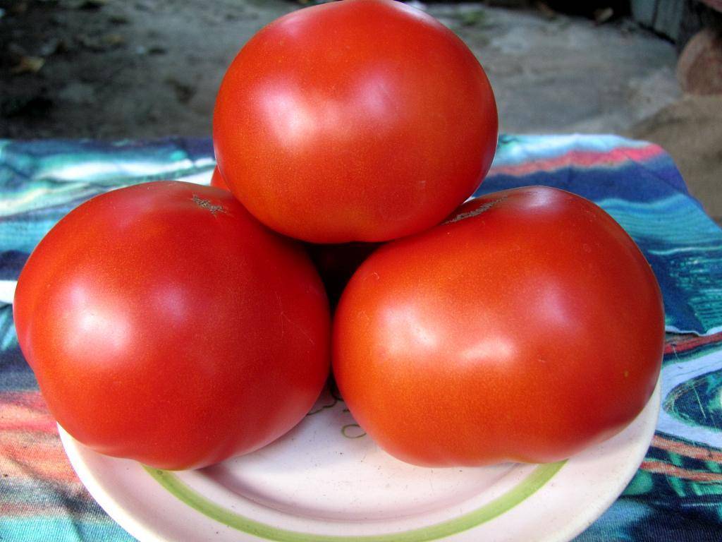 О томате Финиш: описание сорта, характеристики помидоров, посев