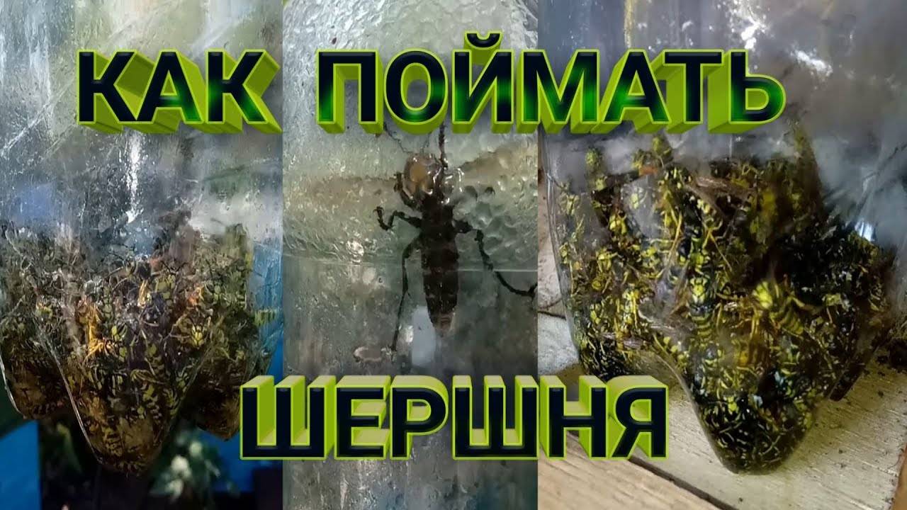 Самодельные ловушки для ос. как сделать эффективную ловушку для ос из пластиковой бутылки