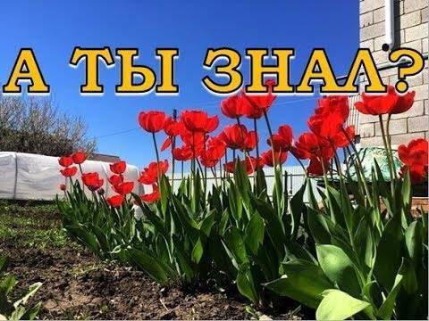 Какие растения нужно обрезать после цветения