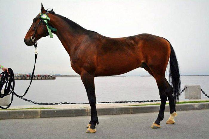 Древняя порода лошадей северного кавказа – кабардинская