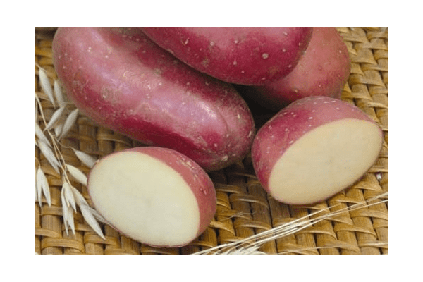 Сорт картофеля бельмондо: ботаническое описание, агротехника выращивания и уход