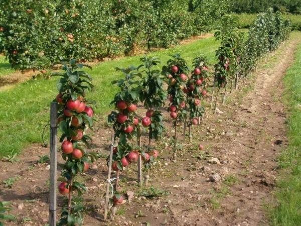 О лучших сортах колонновидных яблонь для Кировской области, описание сортов