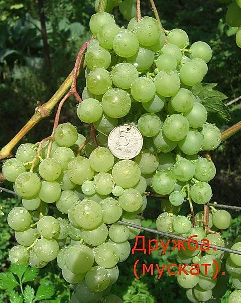 Виноград лидия: описание сорта, фото, посадка, уход и отзывы