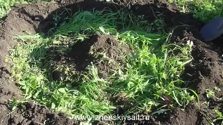 О посадке огурцов елочкой (пирамидкой) своими руками, способ выращивания
