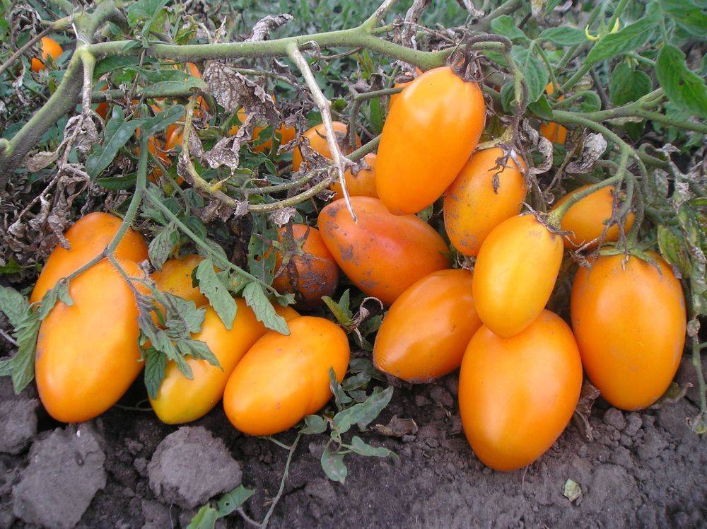 Сорт томатов «медовый» — все характеристики и описание
