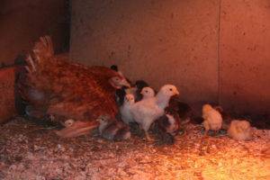 Вывод цыплят наседкой: как подготовить, какие яйца подойдут, контроль развития