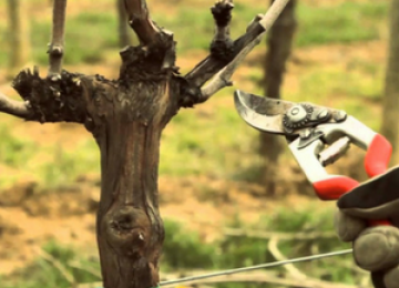 Как правильно обрезать виноград – подробная инструкция для новичков