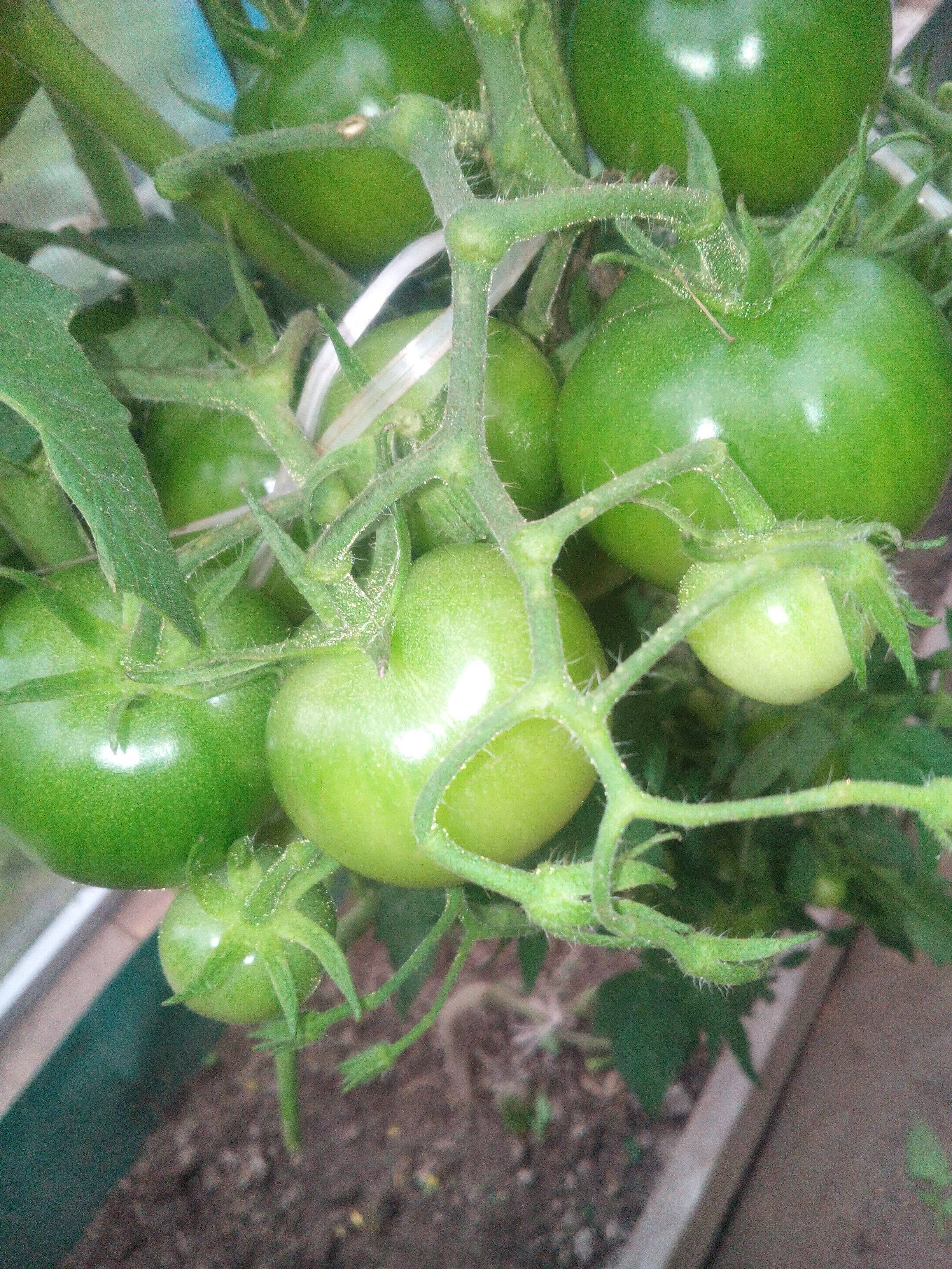 Как садить помидоры по 2 в лунку. вкусный огород вкусный огород: выращивание помидоров по два корня в лунке. описание технологии, ее плюсы и минусы