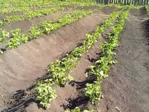 Новые технологии выращивания картофеля, а также посадка картофеля под солому - овощи - 2020