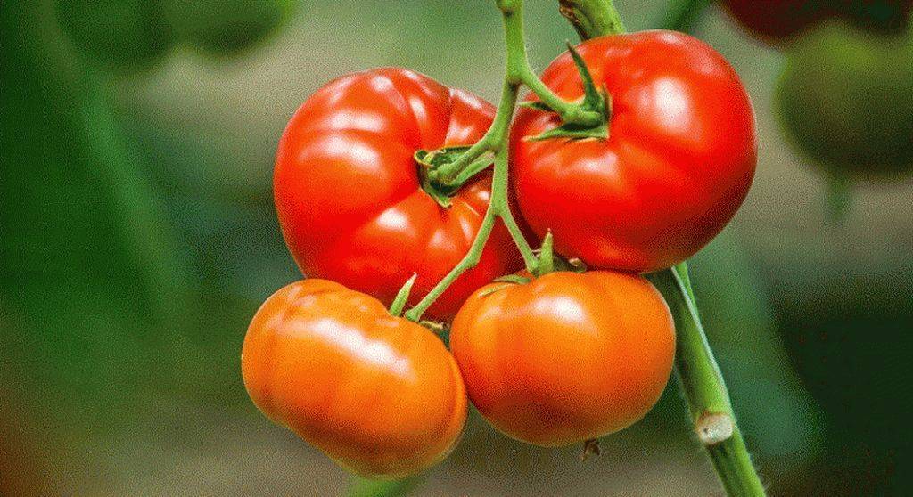Биг Биф: описание сорта томата, характеристики помидоров, посев