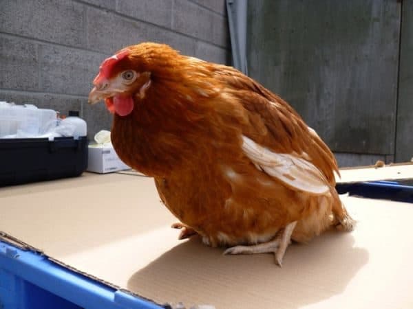Затрудненная яйцекладка у кур: что за заболевание, почему возникает и как предотвратить?