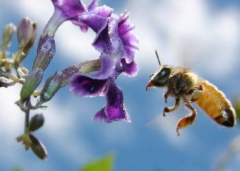 На какое расстояние могут летать пчелы, как перелетают с цветка на цветок