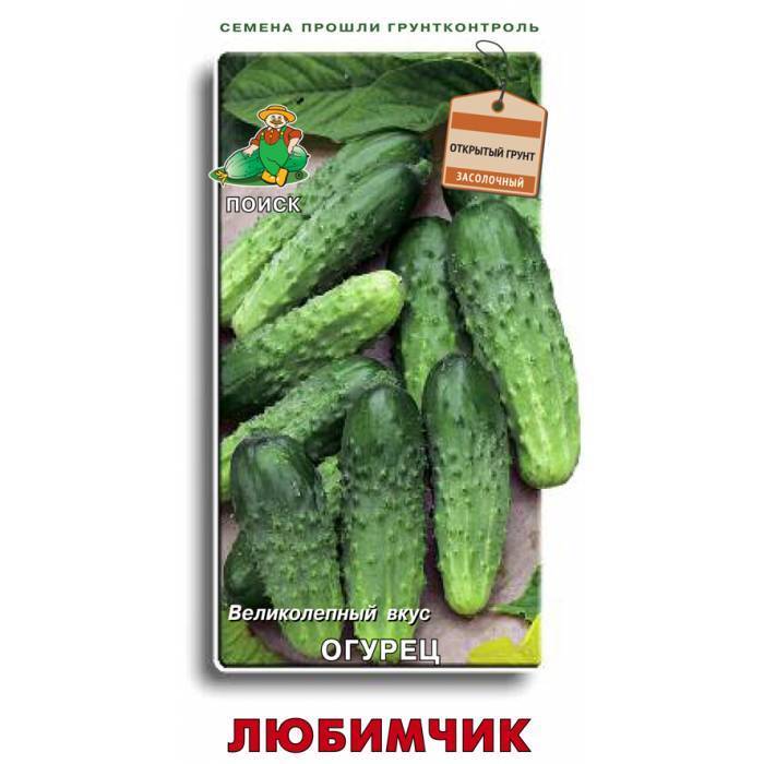Об огурце фараон: описание сорта, характеристики, технология выращивания