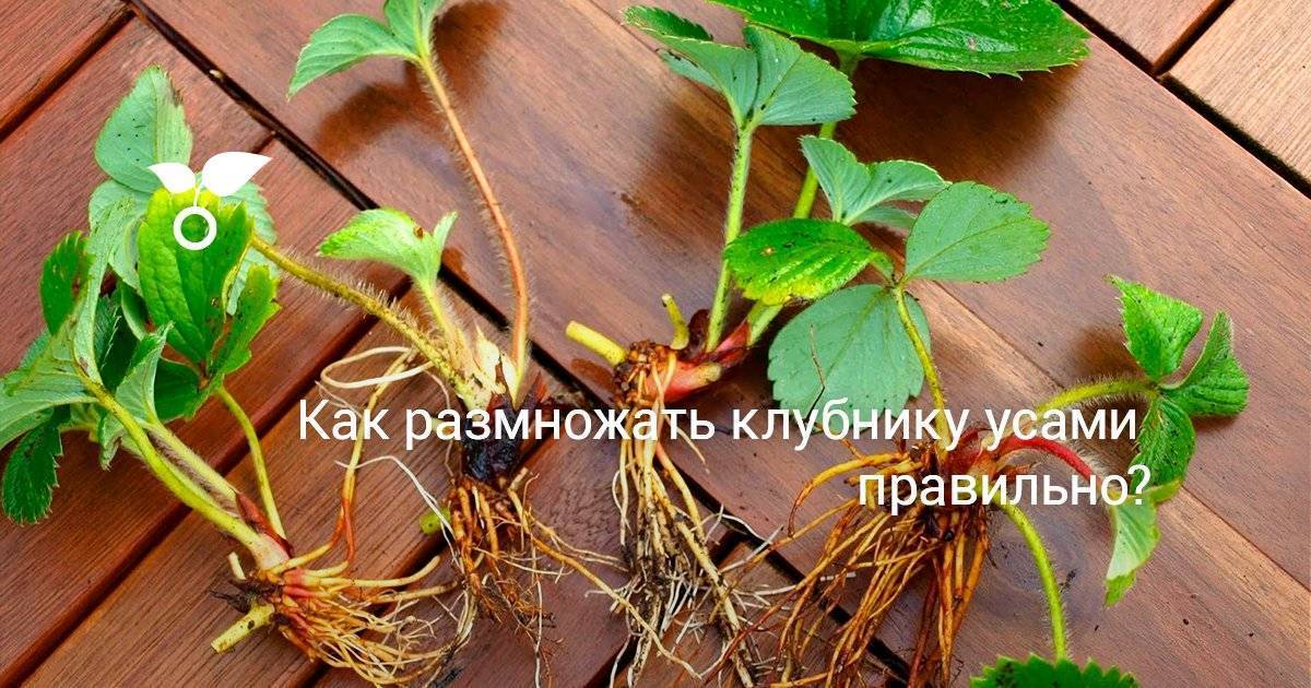 Как правильно пересадить клубнику