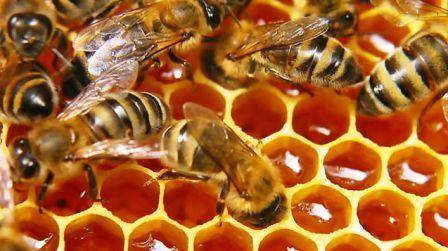 Весенняя подкормка пчел - начинающему пчеловоду