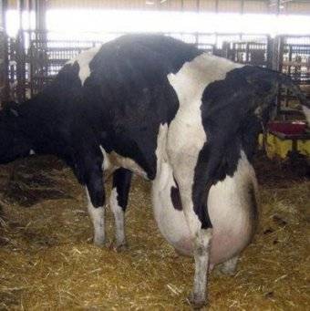 Мастит у коровы - симптомы, диагностика, профилактика и лечение