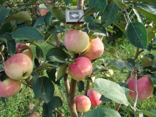 Башкирские яблоки