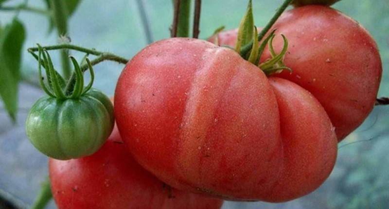 Неприхотливый помидор с чудесным сочным вкусом — сорт томата «малиновый слон»: фото, описание и нюансы выращивания