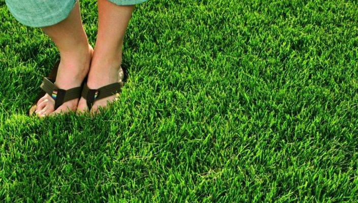 Как посеять газонную траву правильно, чтобы получить идеальную зелёную лужайку