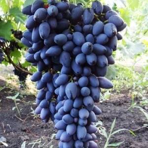 Молодой и очень популярный сорт винограда «надежда ранняя»