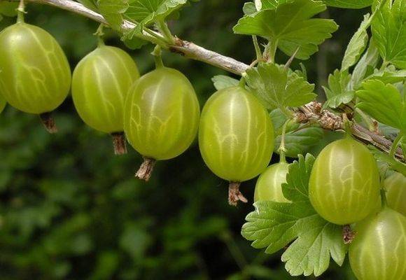 Крыжовник малахит — что делать с растением после сбора ягод