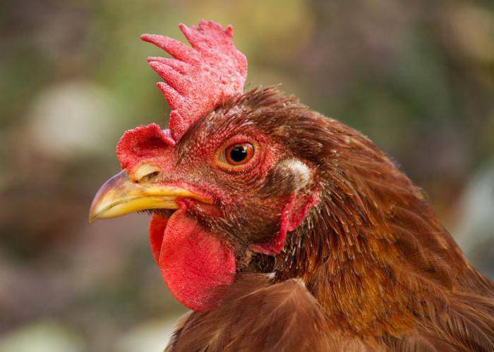 Как отличить старую курицу от молодки: способы определения молодой курицы