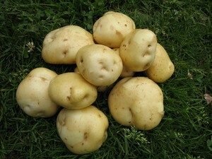 Сорт картофеля «фермер» – описание и фото