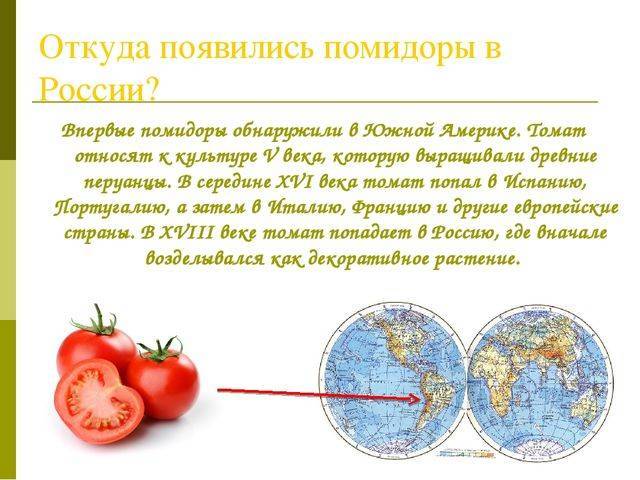 Какие бывают томаты: классификация видов, групп и сортов