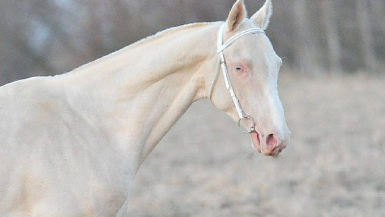 Ахалтекинская лошадь – описание внешнего вида, где обитает, особенности характера