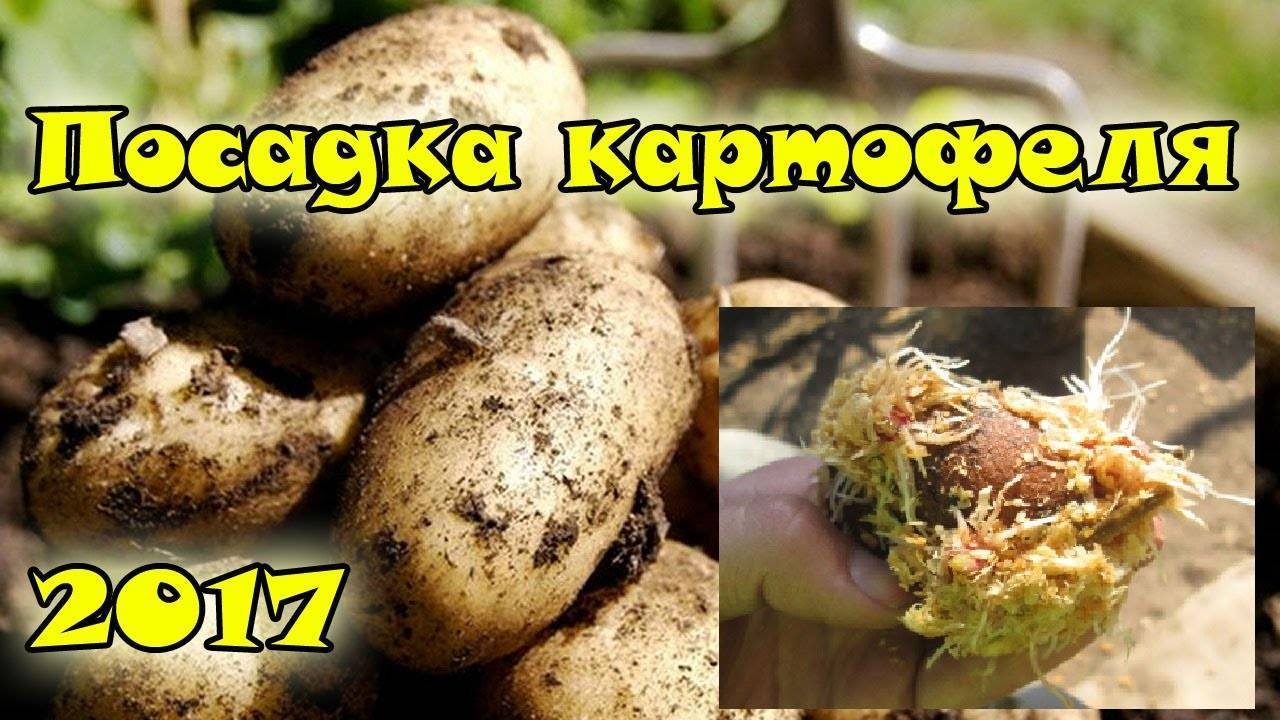 Проращивать картофель в темноте или на свету