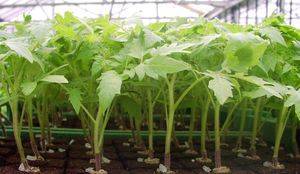 Выращивание рассады помидоров: от подготовки к посеву до пересадки на грядку
