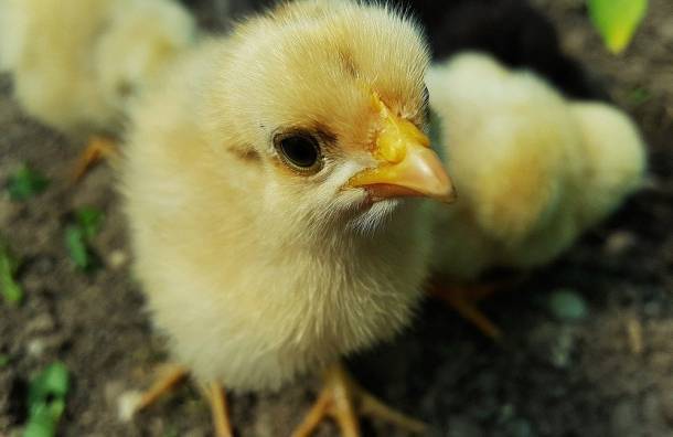 Статьи по разведению птиц на picainfo | дифференцированный режим инкубации куриных яиц