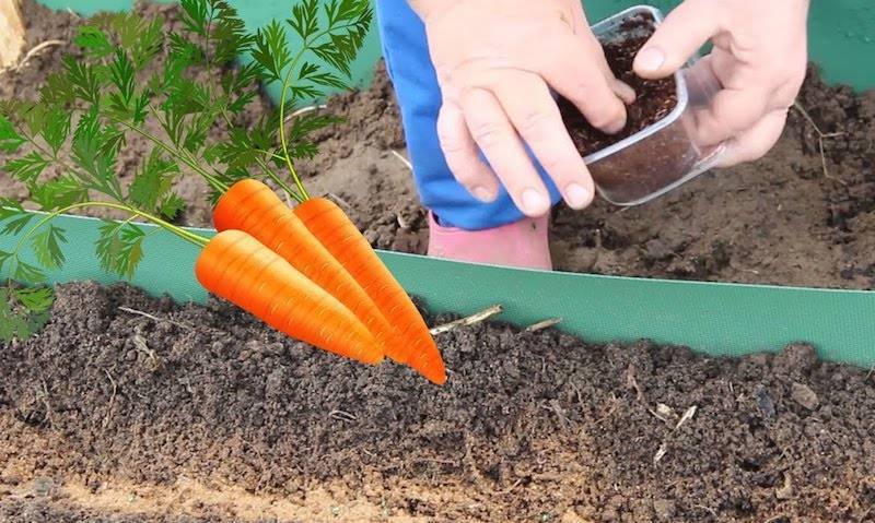 Благоприятные дни для посева моркови под зиму в 2020 году по луне и регионам