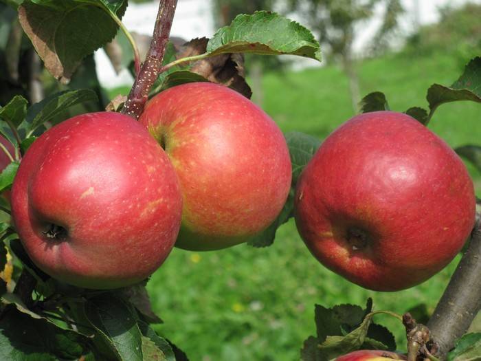 Особенности посадки и ухода за яблоней сорта рихард