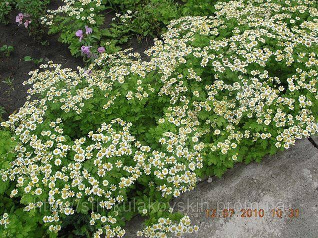 Ромашка садовая (51 фото): виды цветка, описание нивяника, родина растения, леукантемум наибольший, выращивание из семян