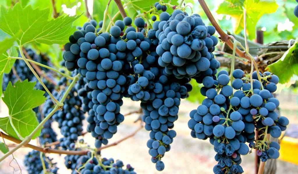 Виноград саперави северный. уход, выращивание, болезни и вредители сорта