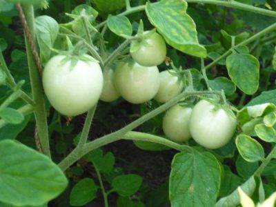 Когда и как окучивать помидоры в теплице  сад и огород