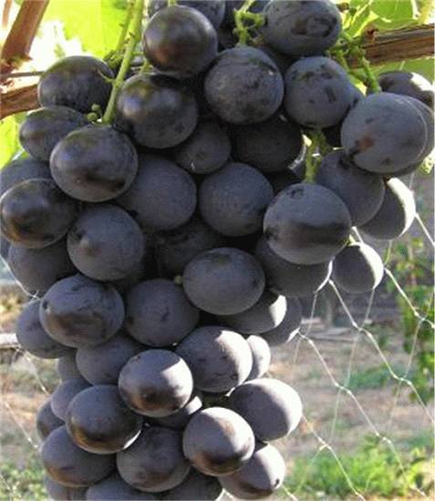 Какой сорт винограда выбрать рассказывает опытный виноградарь николай сидорцов