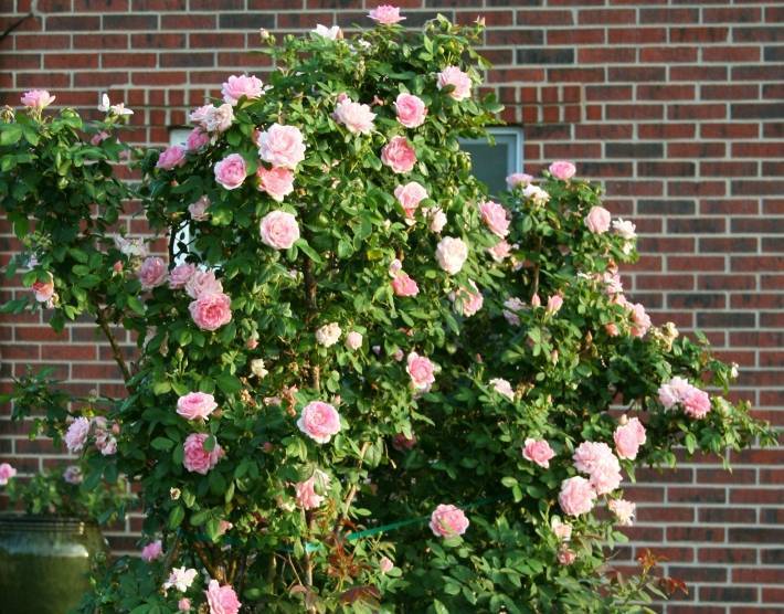 6 типов роз: описание и уход. какие розы посадить в саду? какие розы посадить на участке - советы