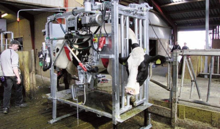 Обрезка копыт у коров: зачем нужна, как проводится подручными инструментами и в станке?