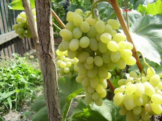 О винограде Плевен: описание и характеристики сорта, посадка и уход